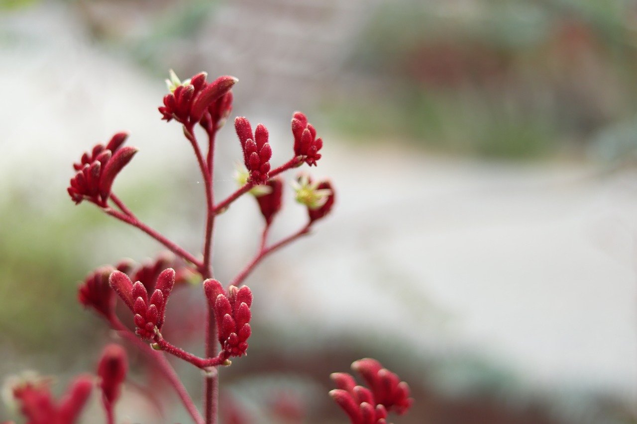 Cultivar hierbas aromáticas mediante hidroponia