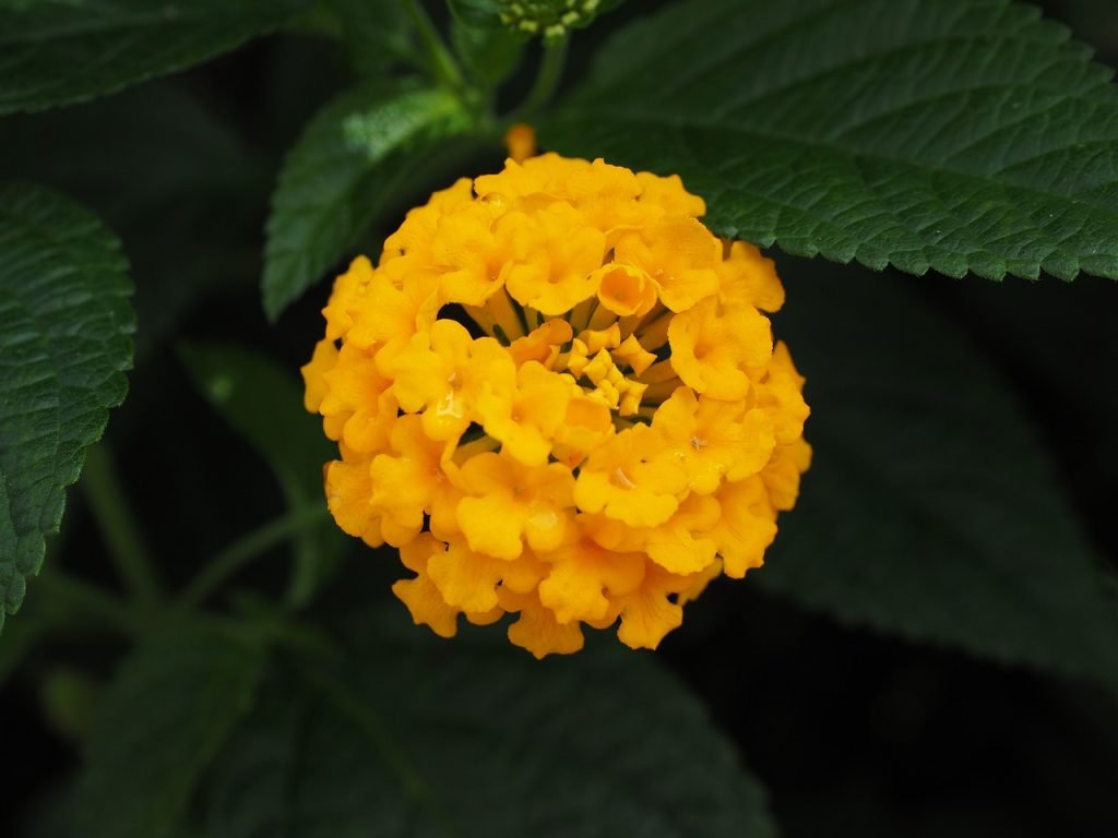 Cultivar puerros mediante hidroponia