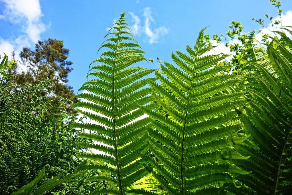 Mejores fertilizantes hidroponia