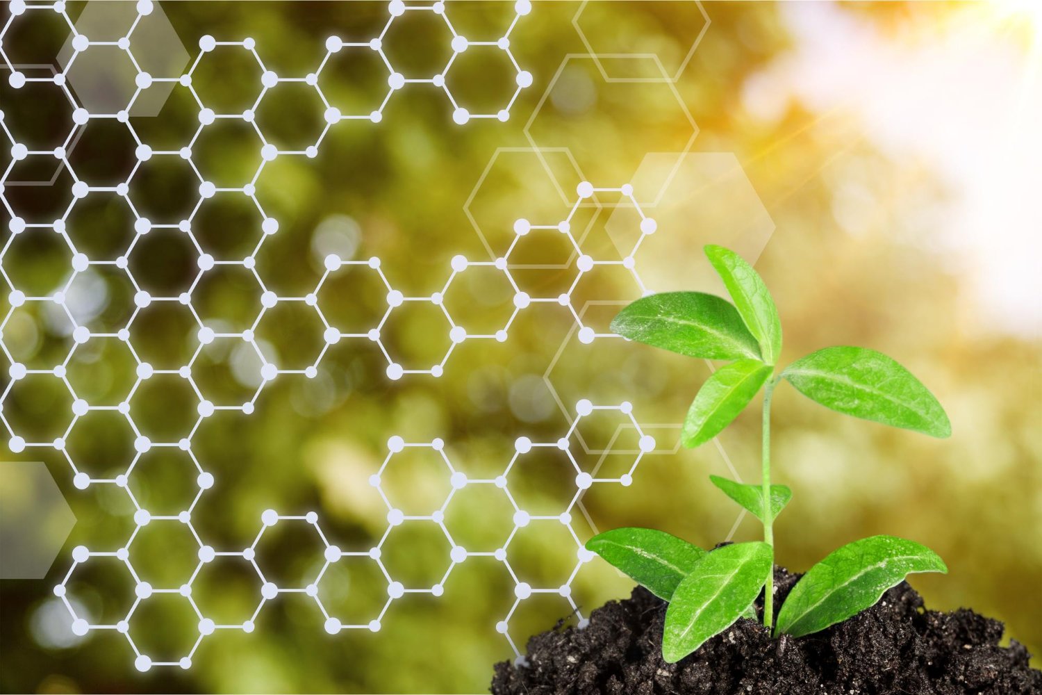 Agricultura Biodinámica: ¿Qué es y Por Qué es Importante? - Serena Vianello