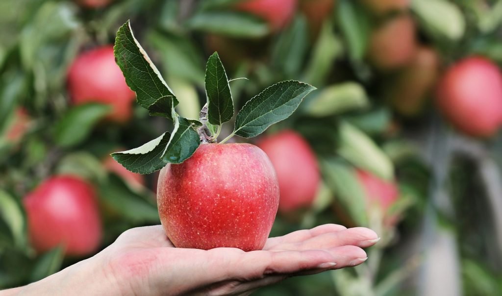 árboles frutales en hidroponia