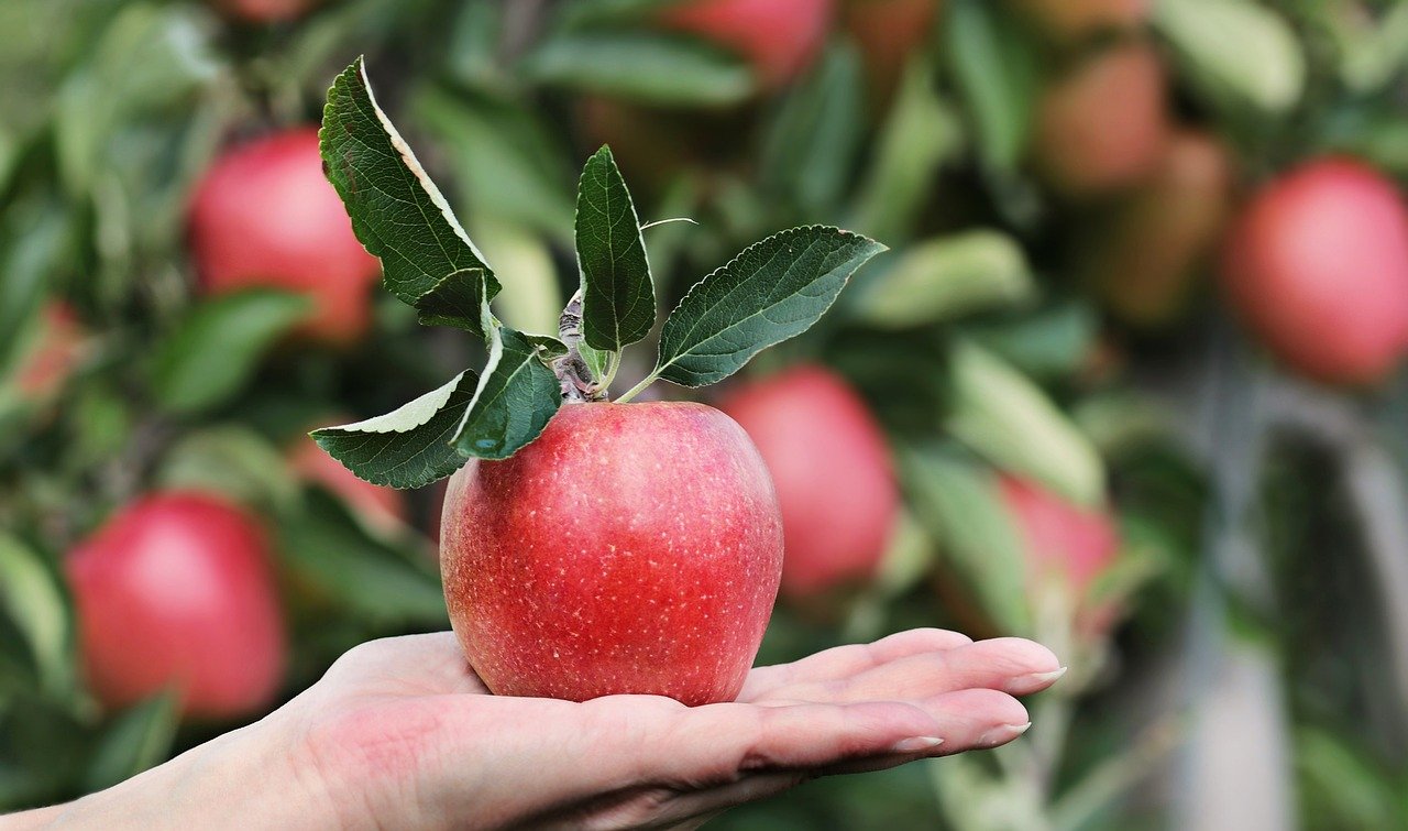 árboles frutales en hidroponia