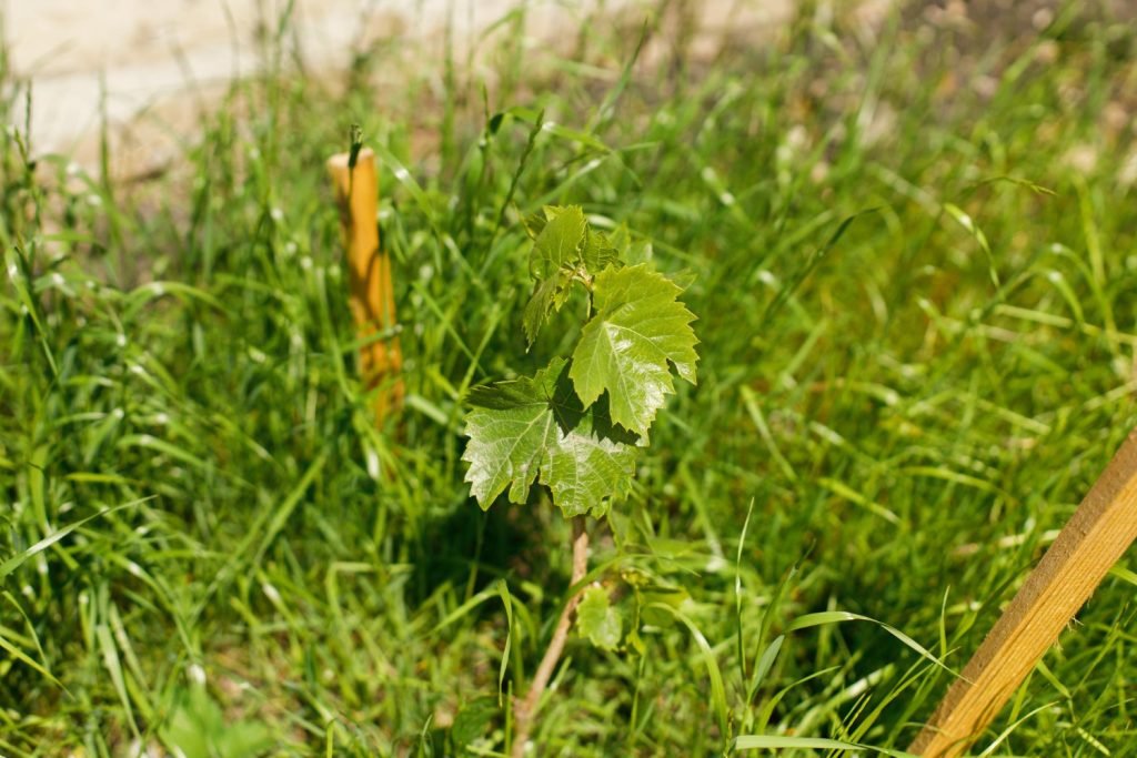 Guía Completa de Cubiertas Vegetales en Hidroponía: Mejore su Cultivo Sostenible - Serena Vianello