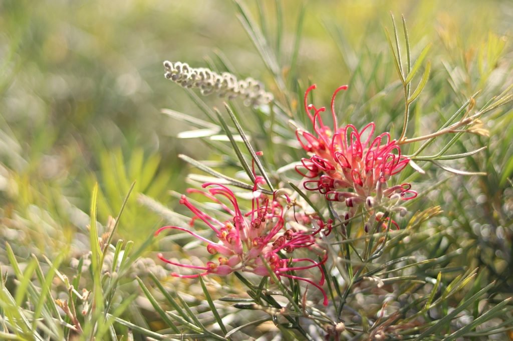 cultivar ajo mediante hidroponia