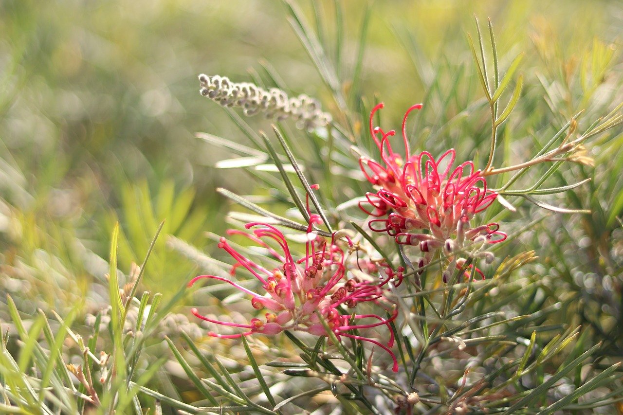 cultivar ajo mediante hidroponia