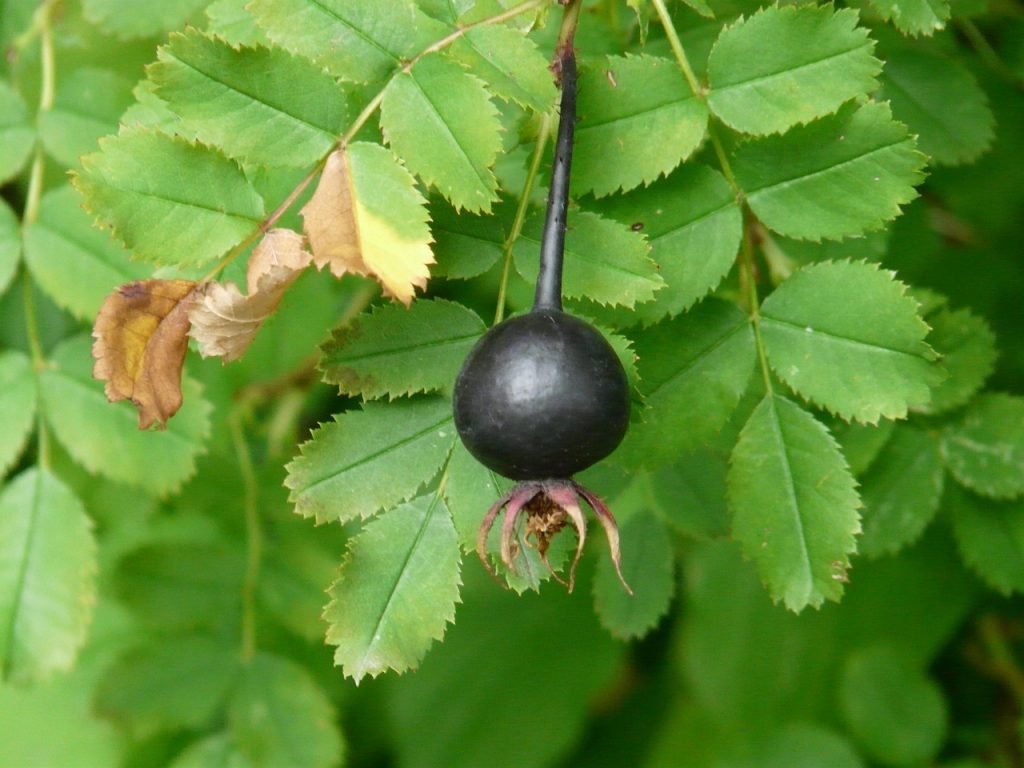 cultivar berenjena hidroponia