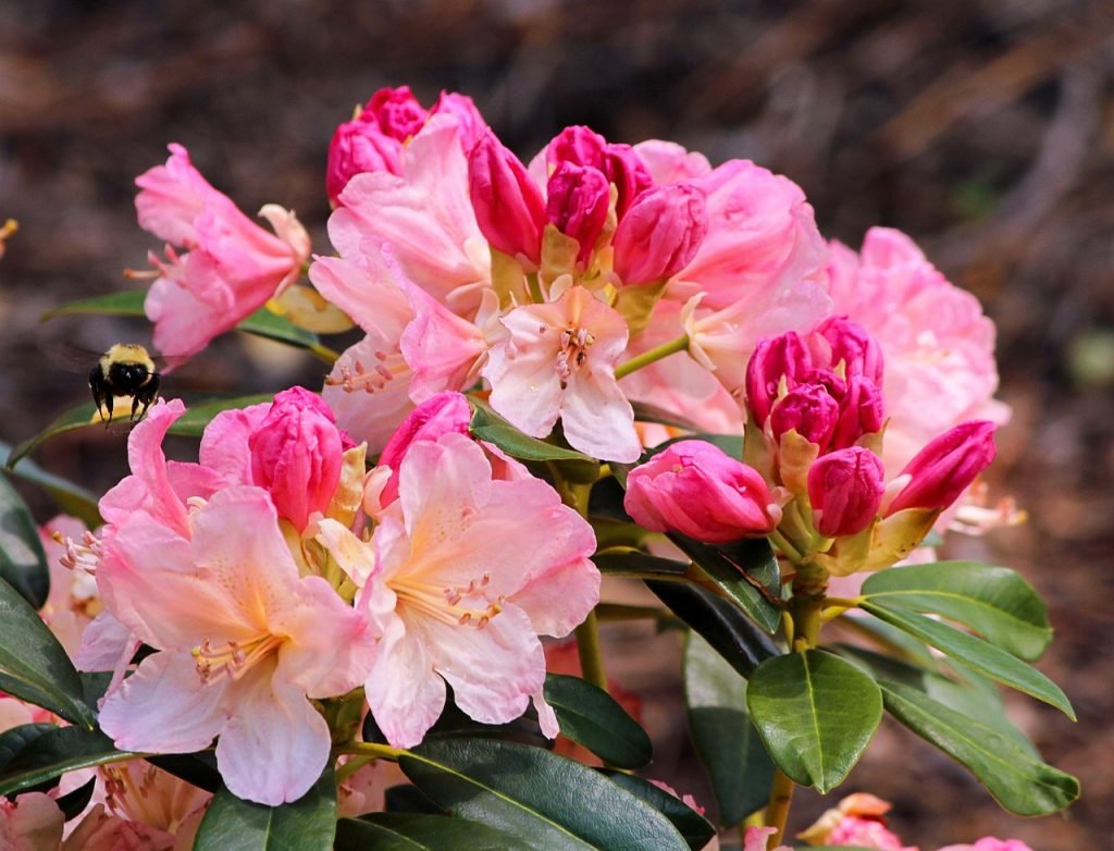 cultivar cebolla mediante hidroponia