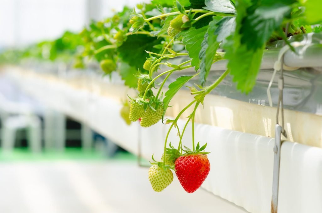Cómo Cultivar Fresas mediante Hidroponía: Guía Completa - Serena Vianello