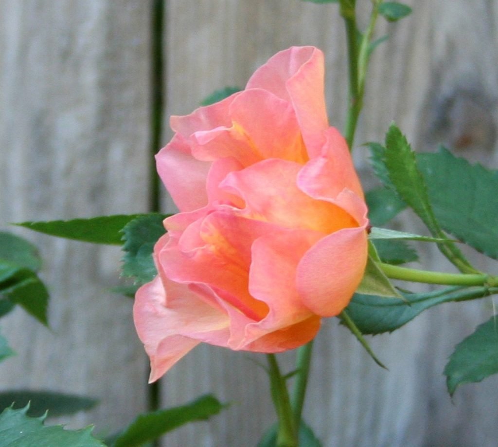 cultivar plantas medicinales hidroponia