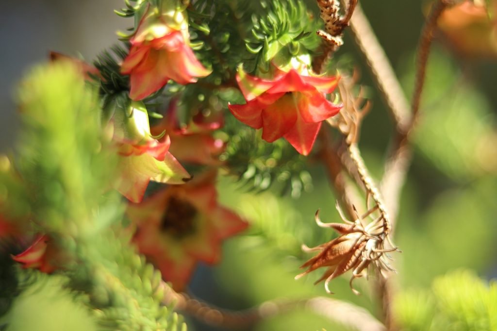 cultivar rábanos mediante hidroponia