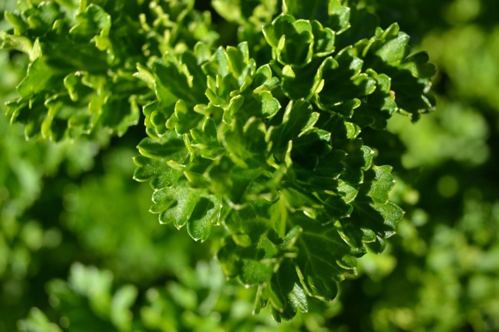 cultivar remolacha hidroponia