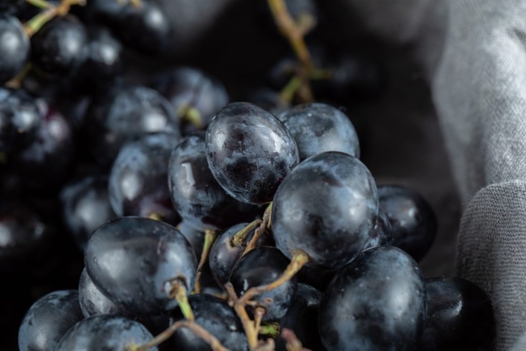 Guía Completa del Cultivo de Uvas por Hidroponía: Paso a Paso - Serena Vianello