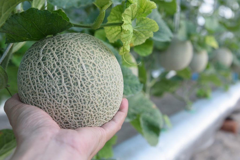 Cómo Cultivar Melón Mediante Hidroponia: Guía Práctica para Principiantes - Serena Vianello