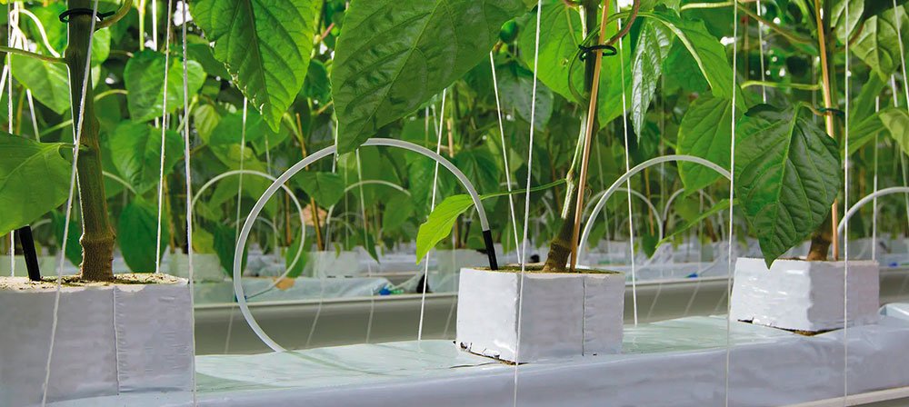 Guía Completa sobre Lona de Roca para Hidroponía: Ventajas y Usos