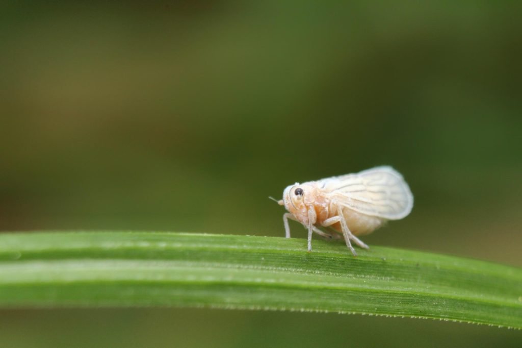 Como combatir la mosquita blanca de nuestros cultivos - Serena Vianello
