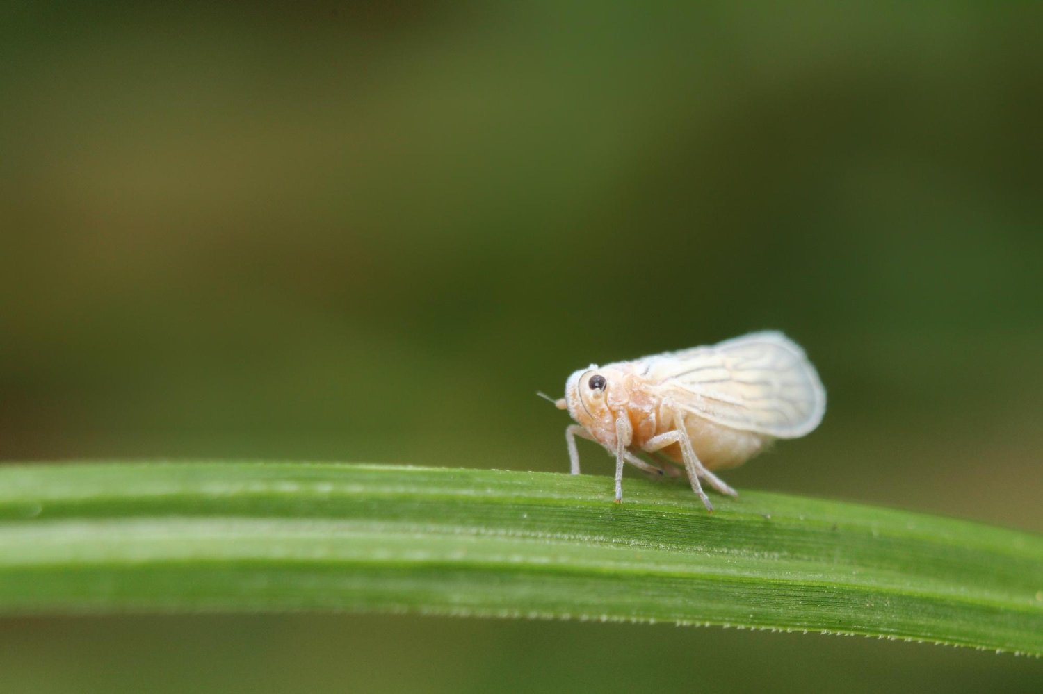 Como combatir la mosquita blanca de nuestros cultivos - Serena Vianello
