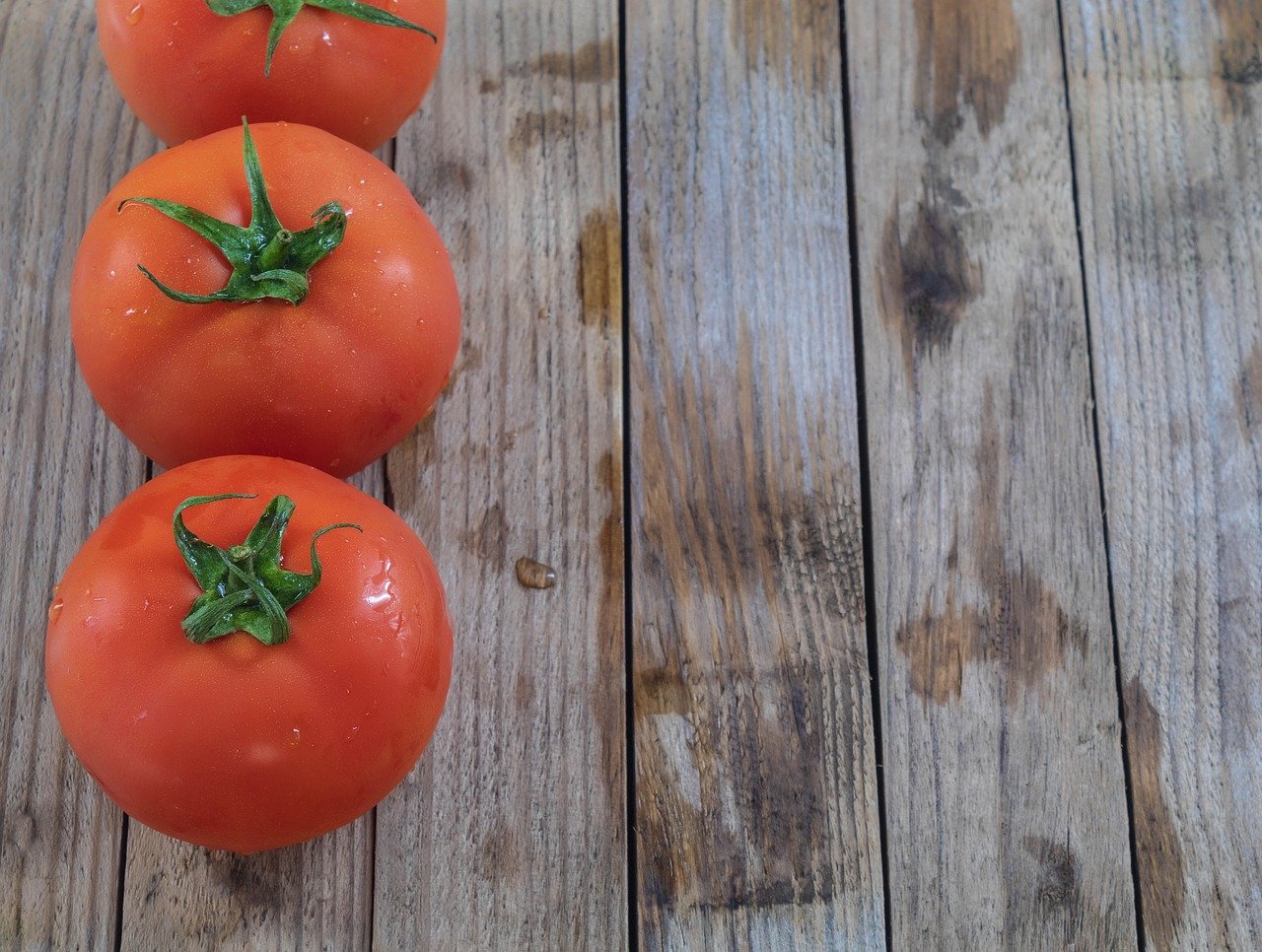 plantar tomates hidroponia