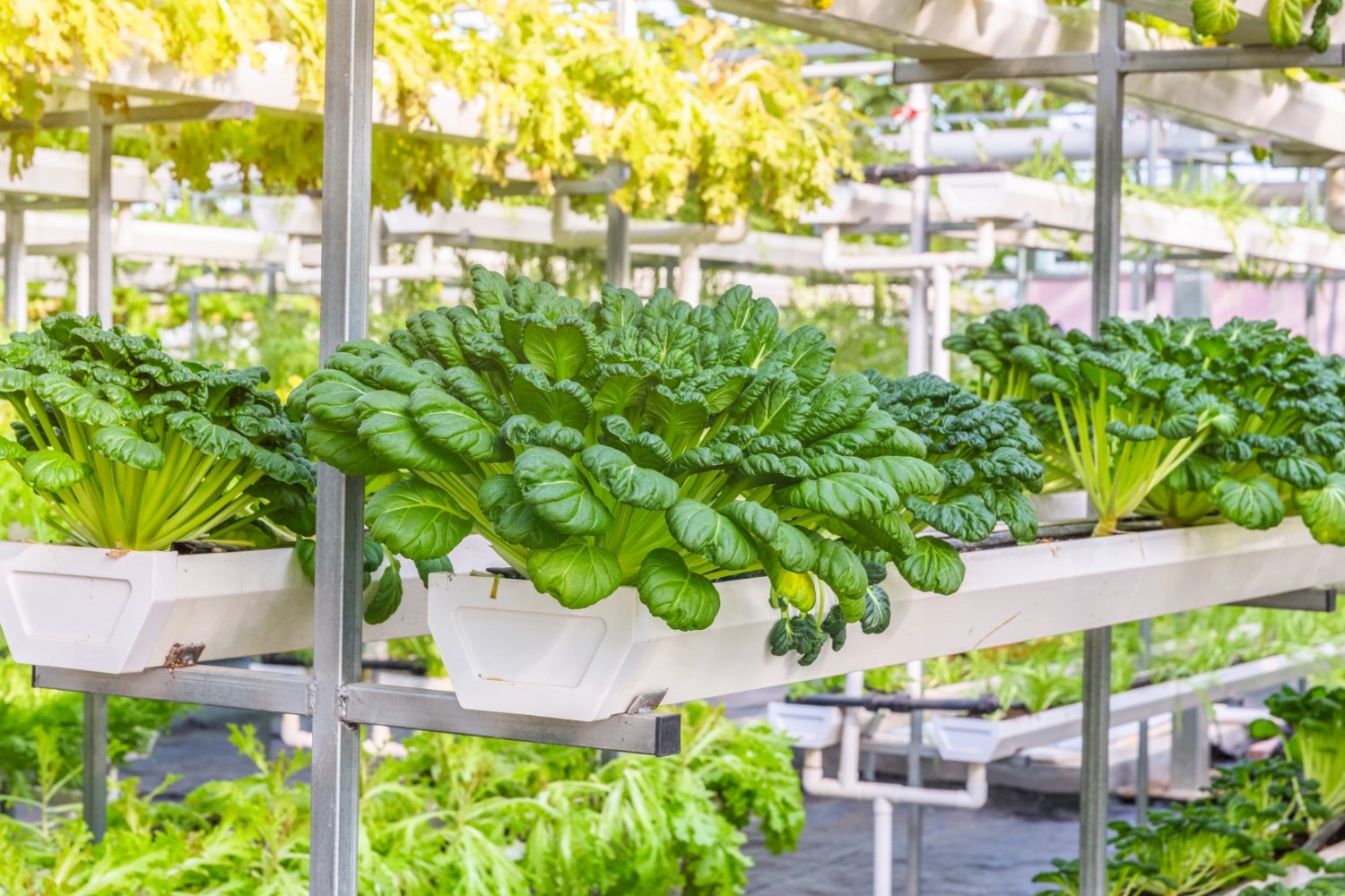Guía Completa de Sistemas de Riego para Hidroponía: Optimiza tu Cultivo - Serena Vianello